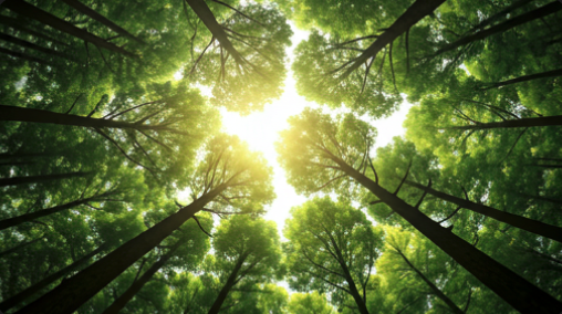 Carbon Reduction